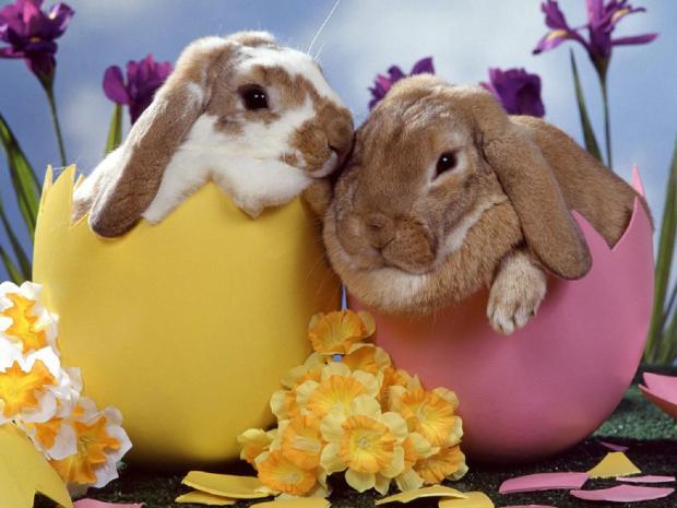 Blog_Easter-bunnies