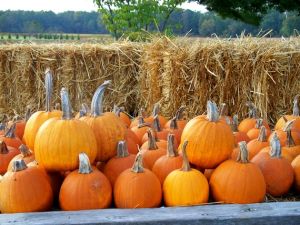 pumpkins_roadside_with_forest_0